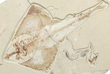 Cretaceous Ray (Rhombopterygia) Fossil With Fish & Shrimp #201862-1